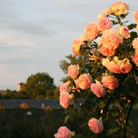 阿加兰德农家乐 * 帕爾馬