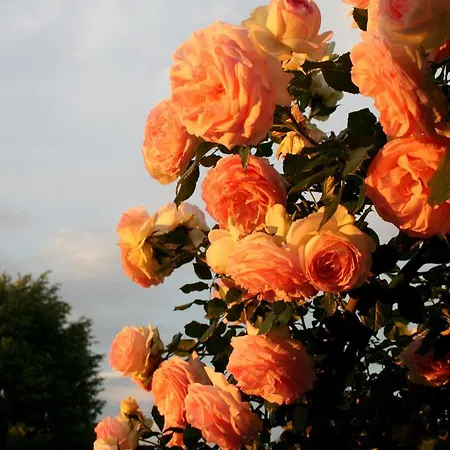 Фермерский дом Argaland